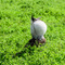 Ngorongoro Crater, displaying for a female